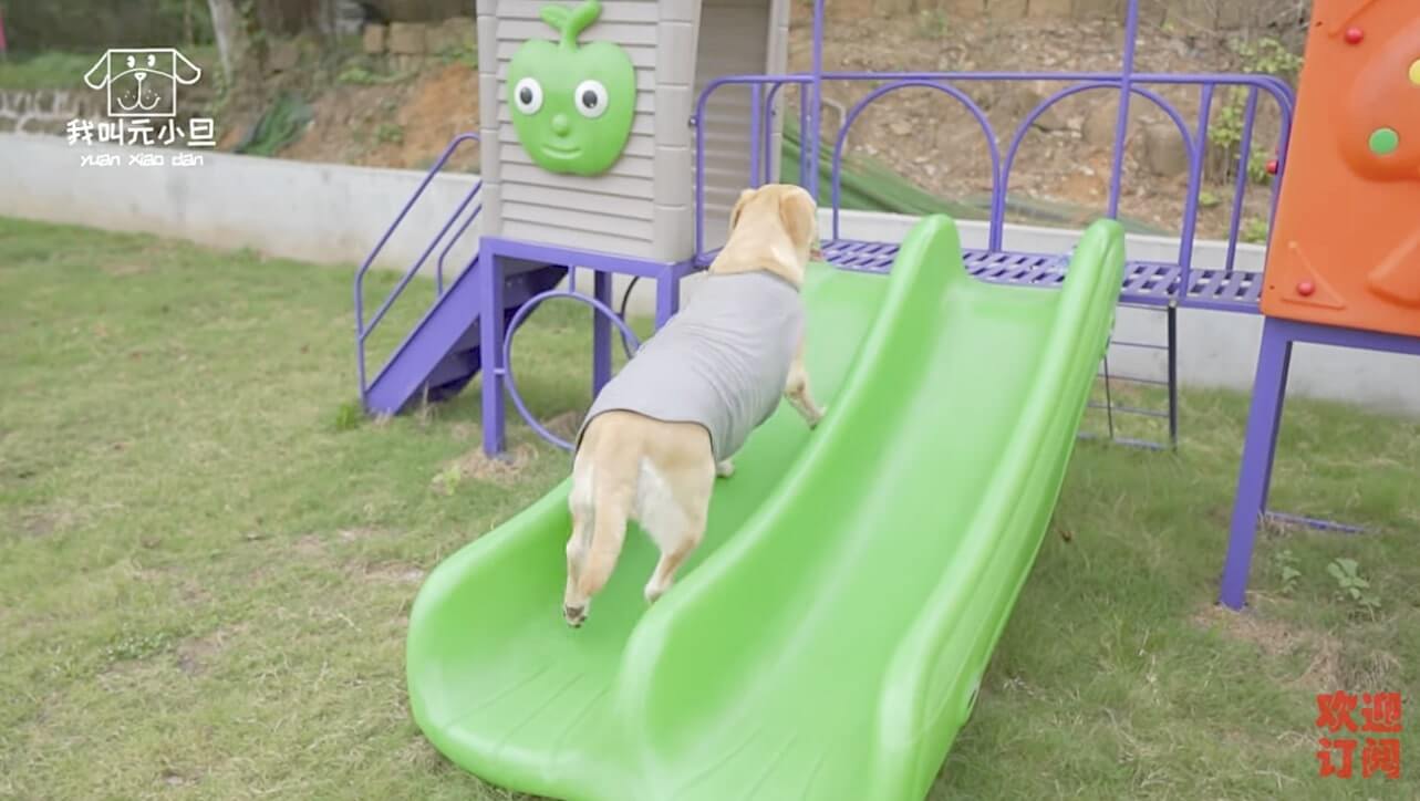 ラブラドールレトリーバー,動画