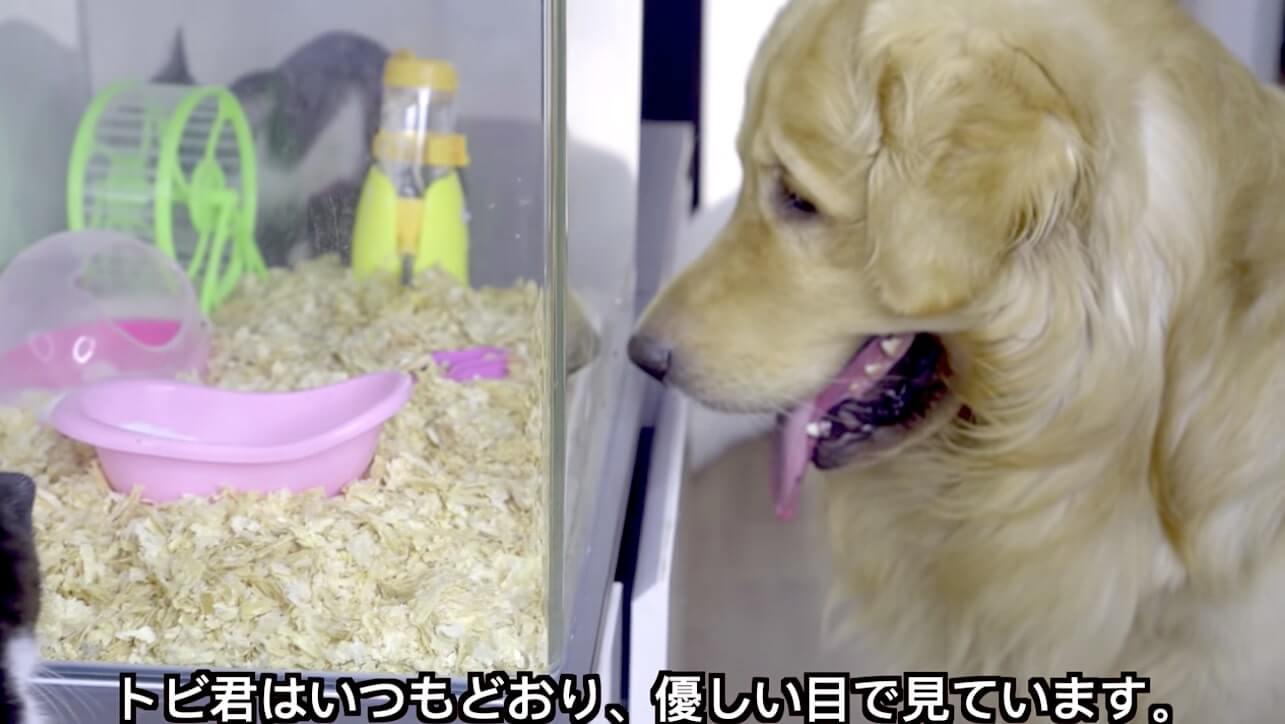 ゴールデンレトリーバー,動画