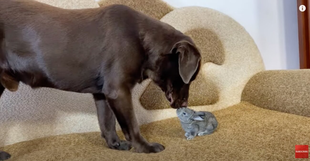 ラブラドールレトリーバー,動画