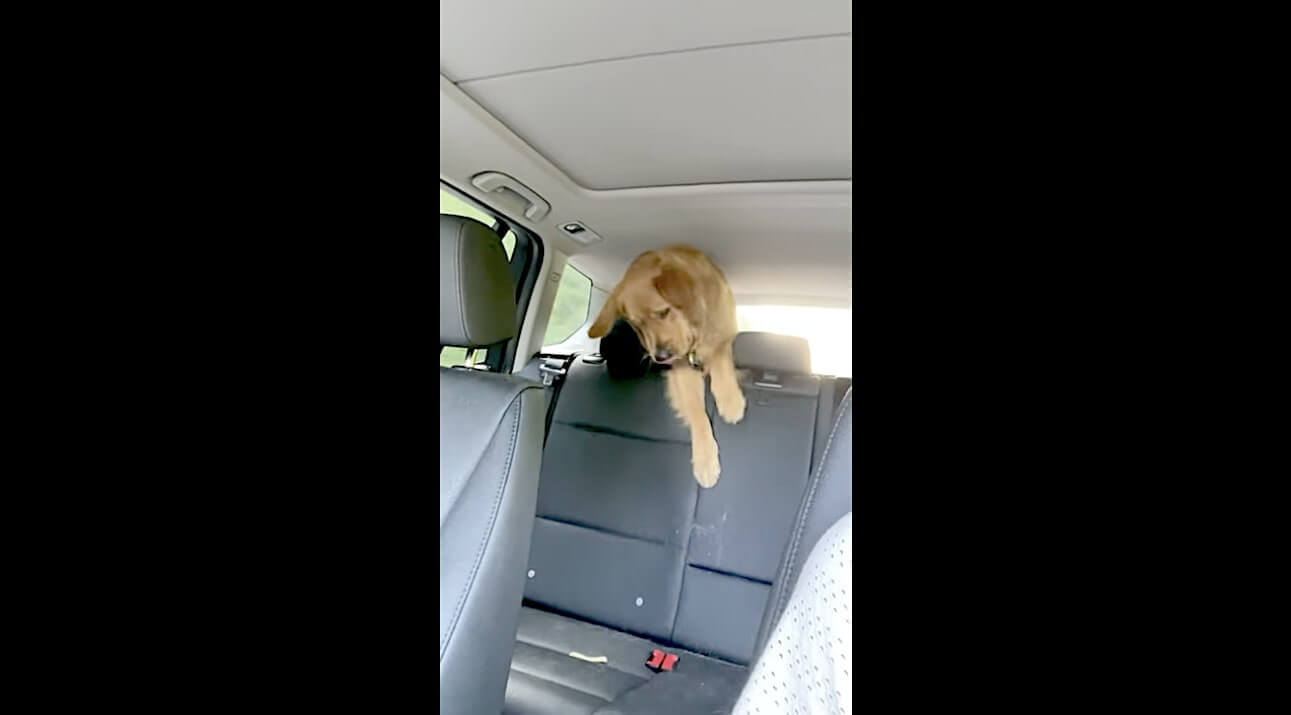 ゴールデンレトリーバー,動画