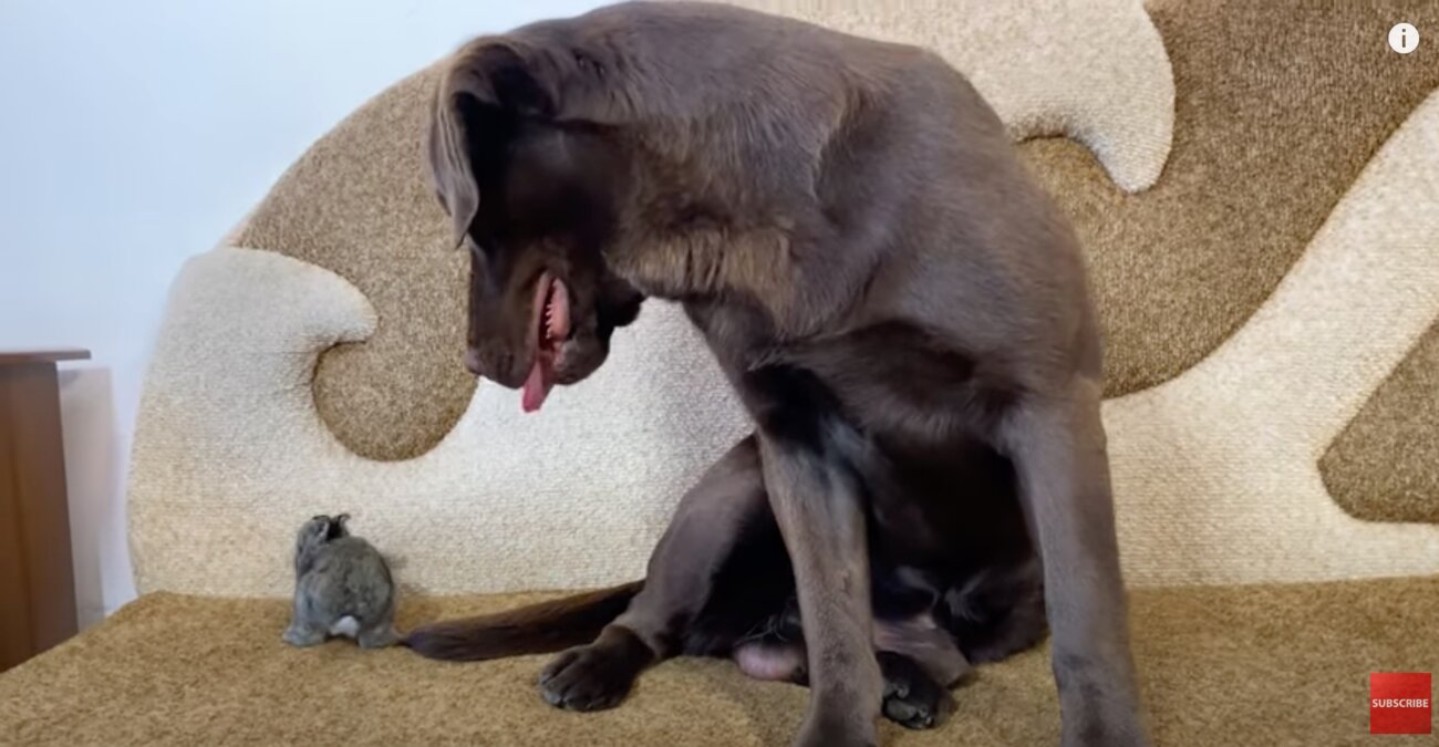 ラブラドールレトリーバー,動画