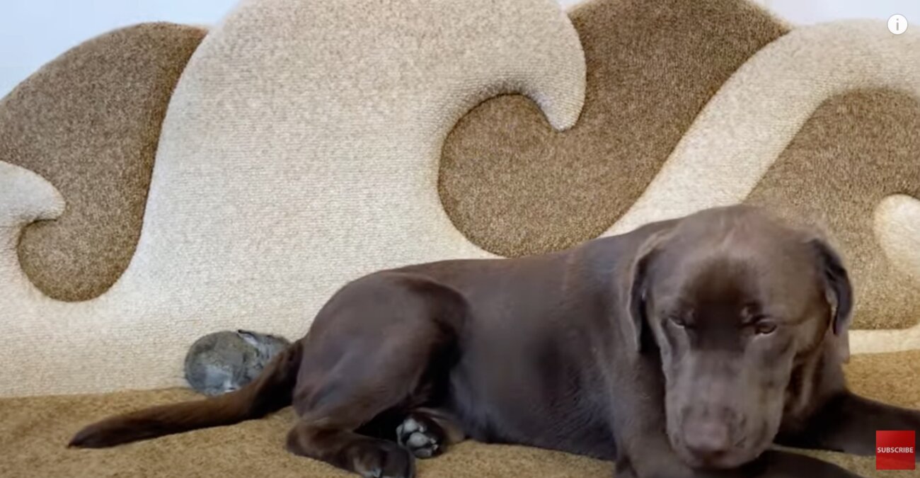 ラブラドールレトリーバー,動画