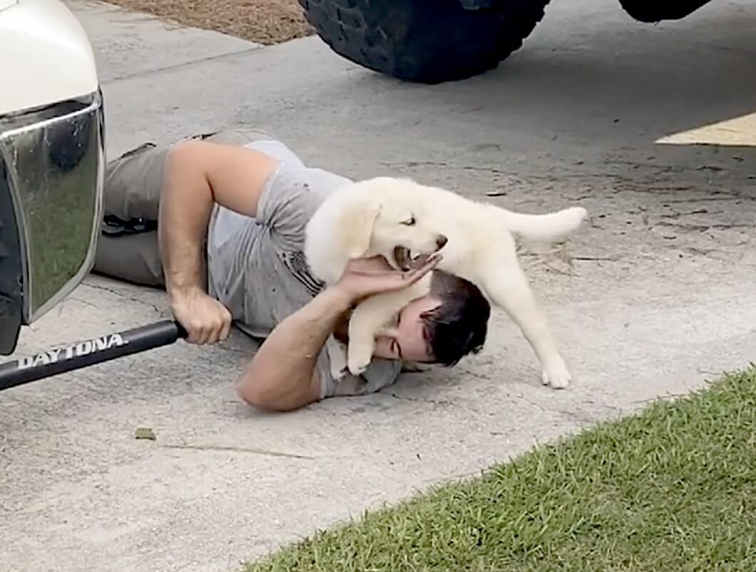 ゴールデンレトリーバー,動画