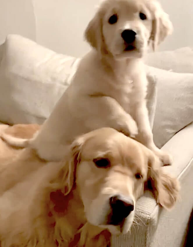 ゴールデンレトリーバー,動画