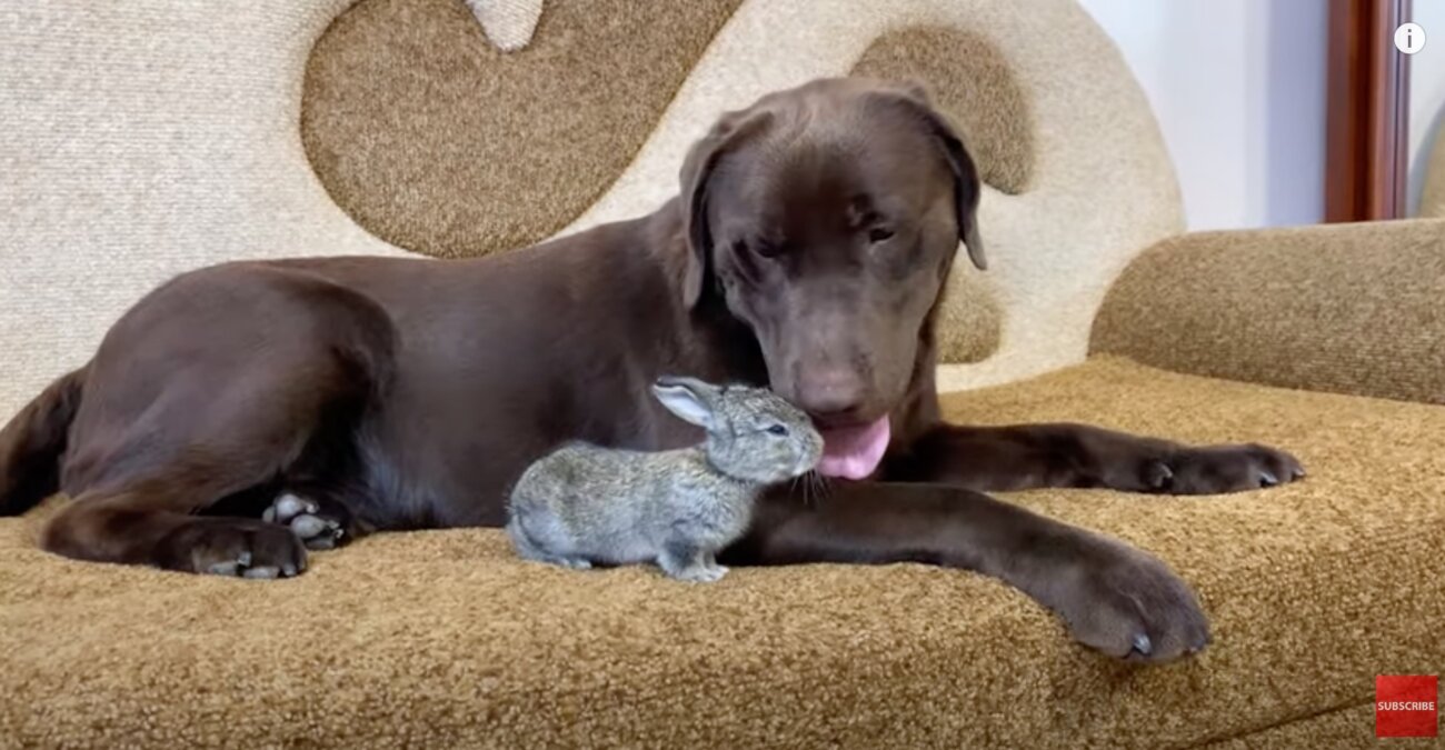 ラブラドールレトリーバー,動画