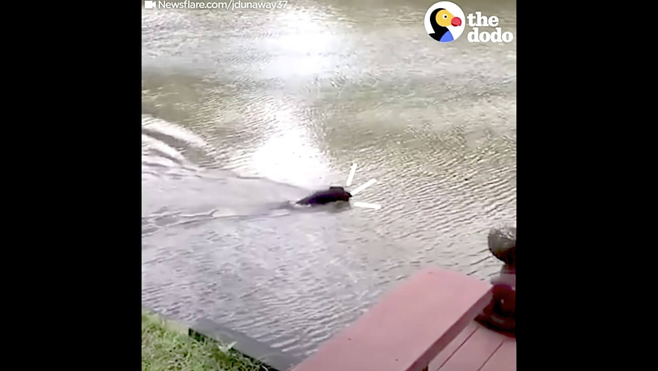 ラブラドールレトリーバー,動画