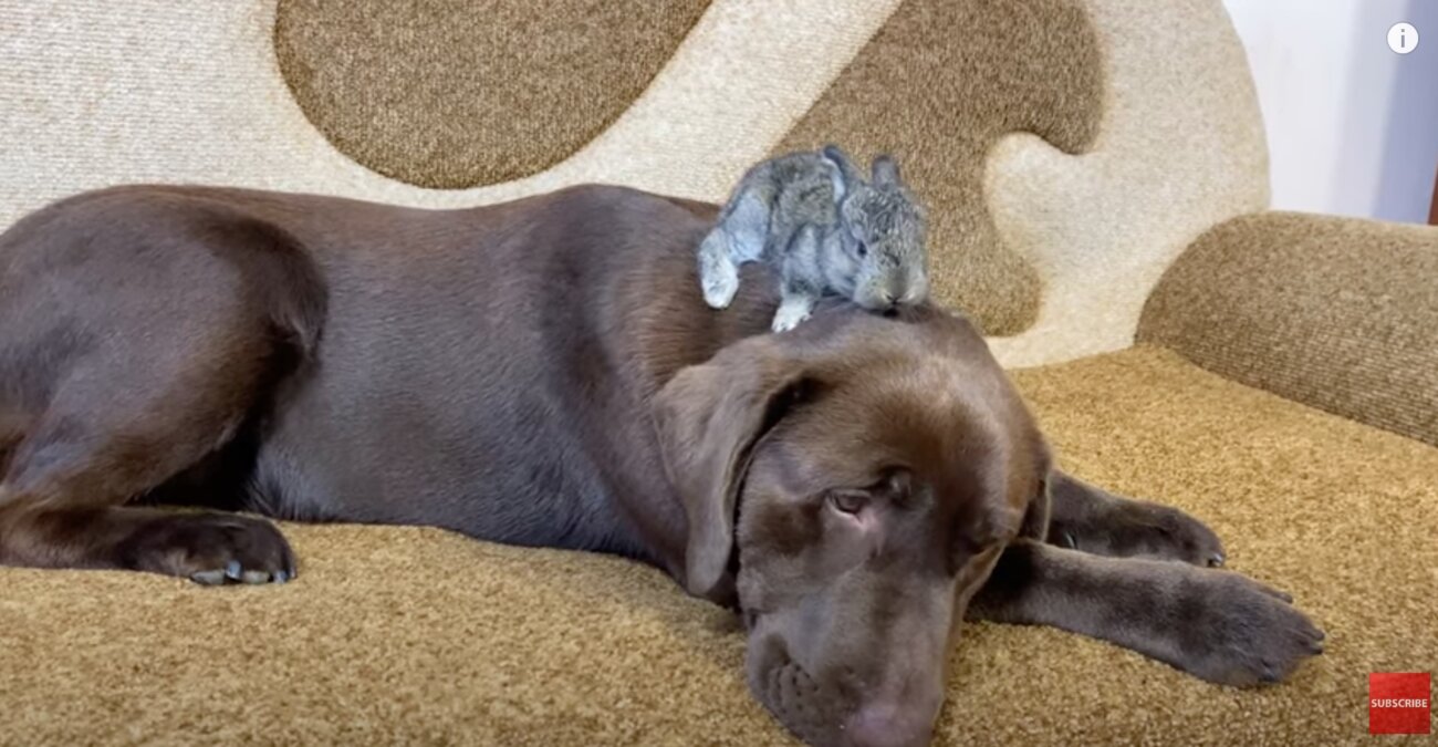 ラブラドールレトリーバー,動画