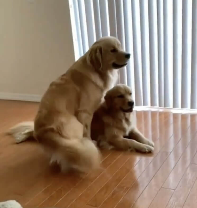 ゴールデンレトリーバー,動画