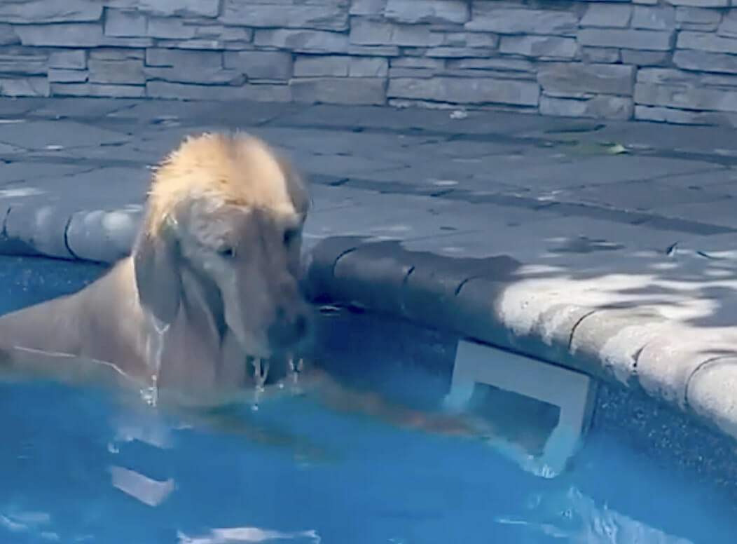 ゴールデンレトリーバー,動画