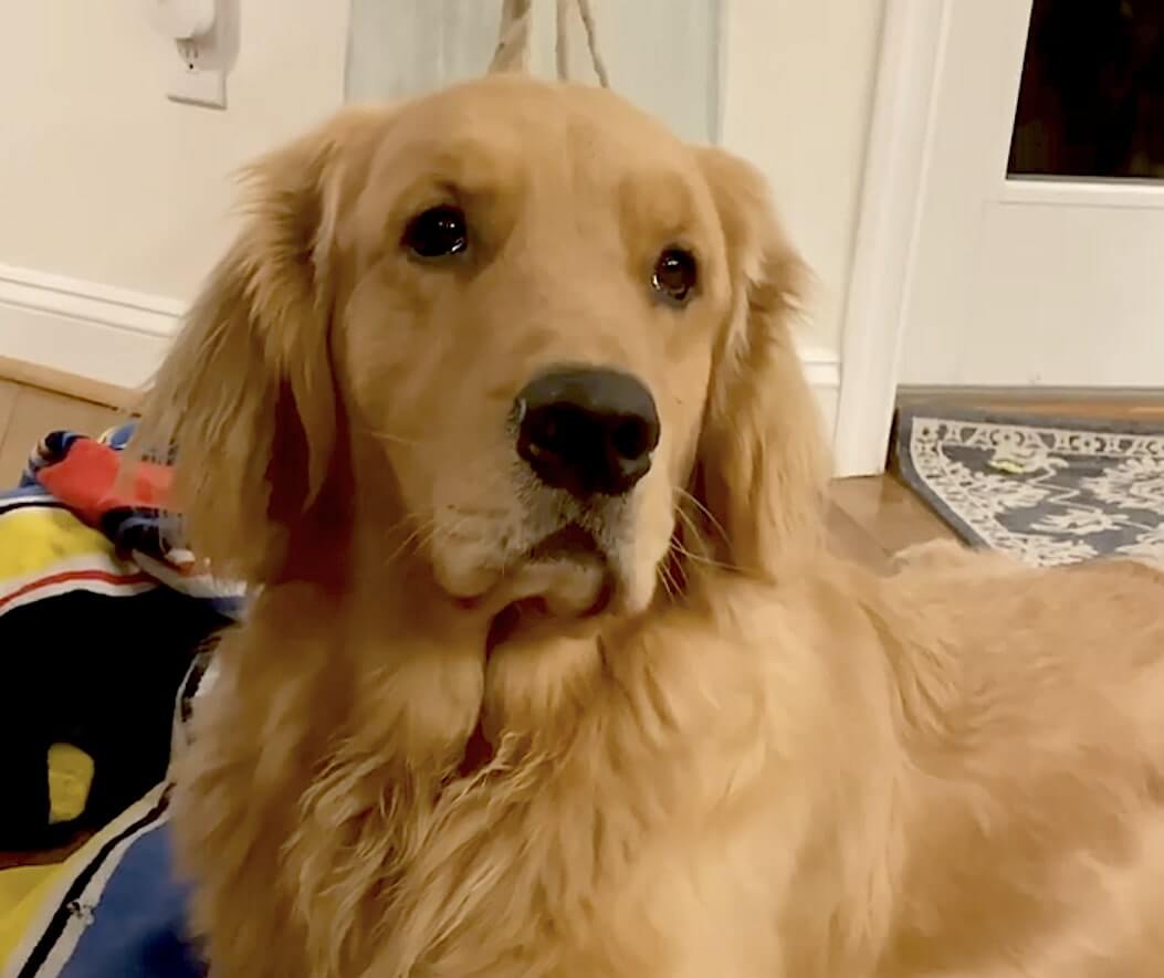 ゴールデンレトリーバー,動画