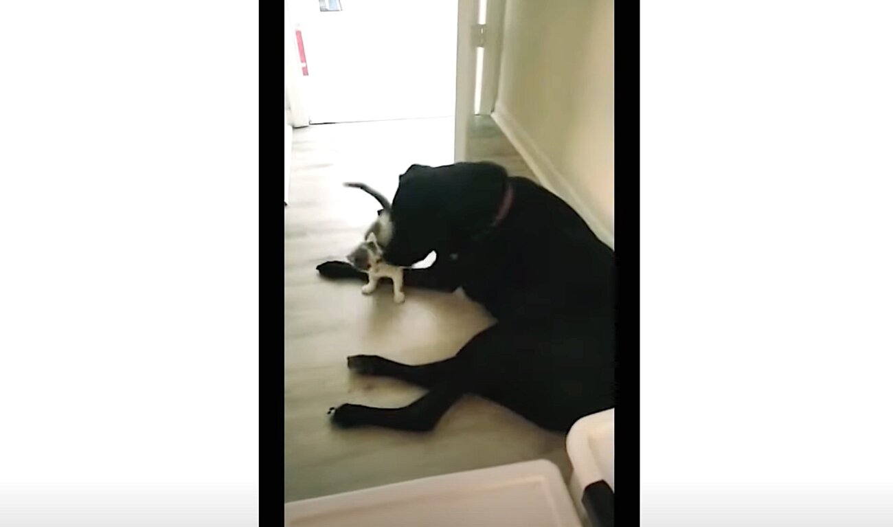 ラブラドールレトリーバー,動画