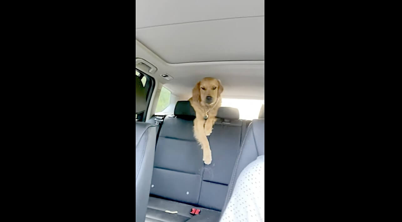 ゴールデンレトリーバー,動画