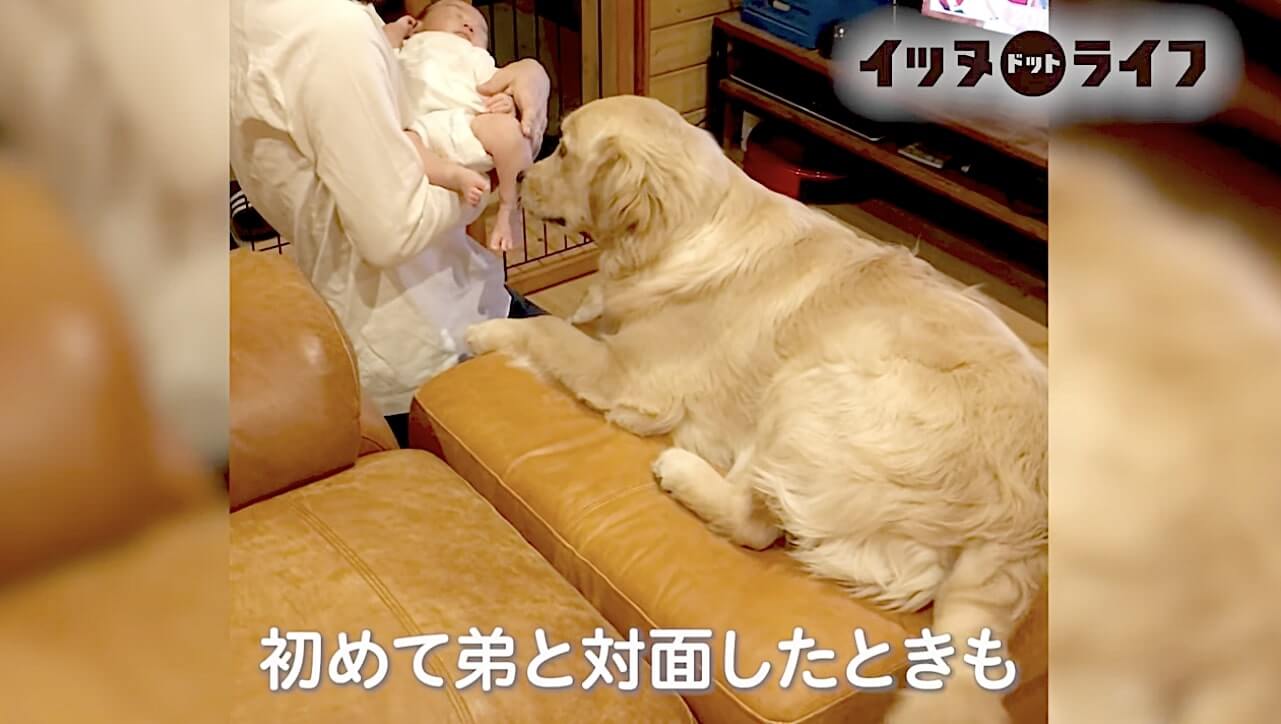 ゴールデン,動画,イッヌドットライフ