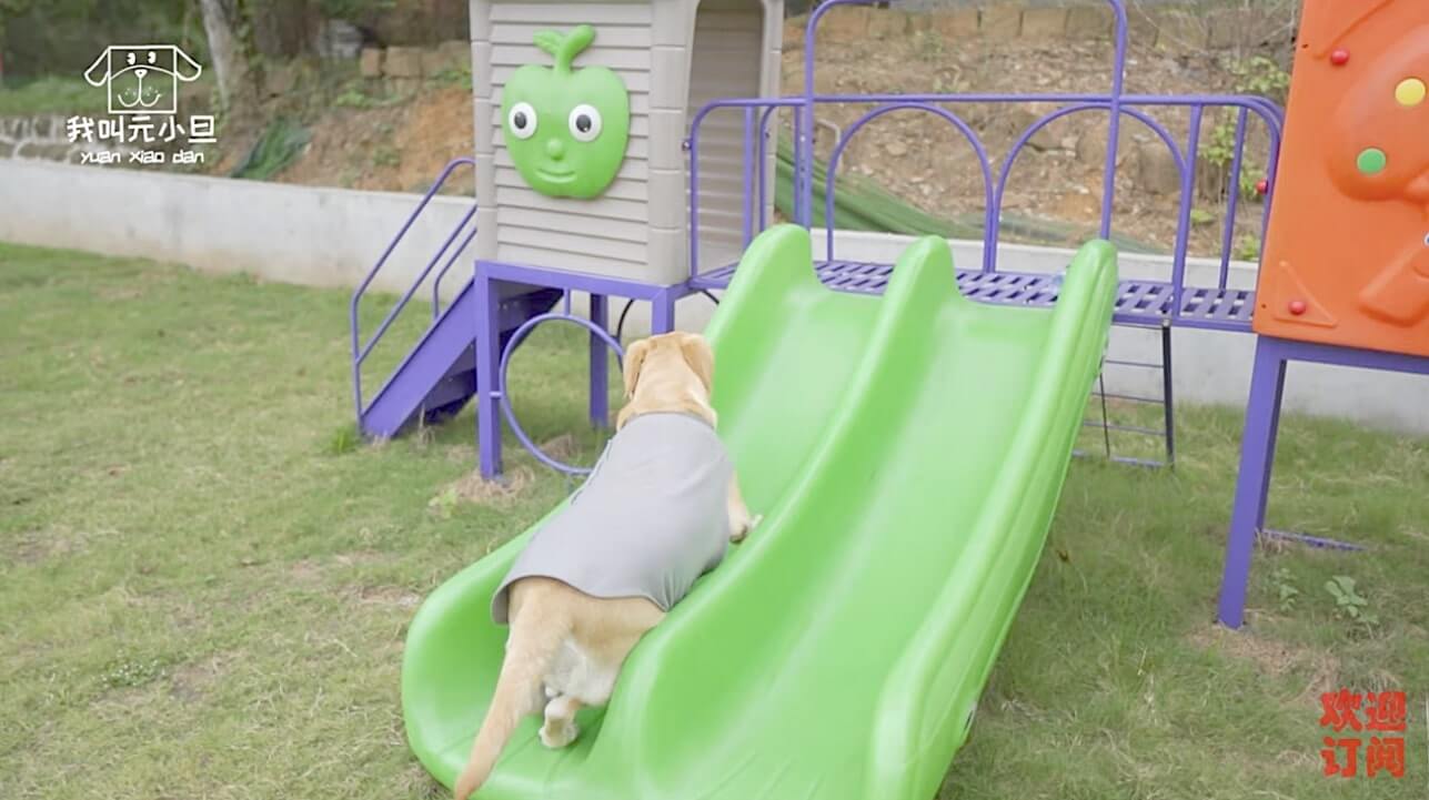 ラブラドールレトリーバー,動画