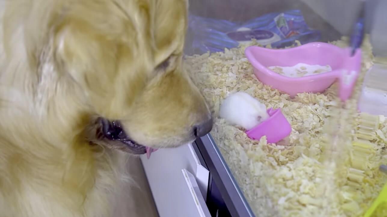 ゴールデンレトリーバー,動画