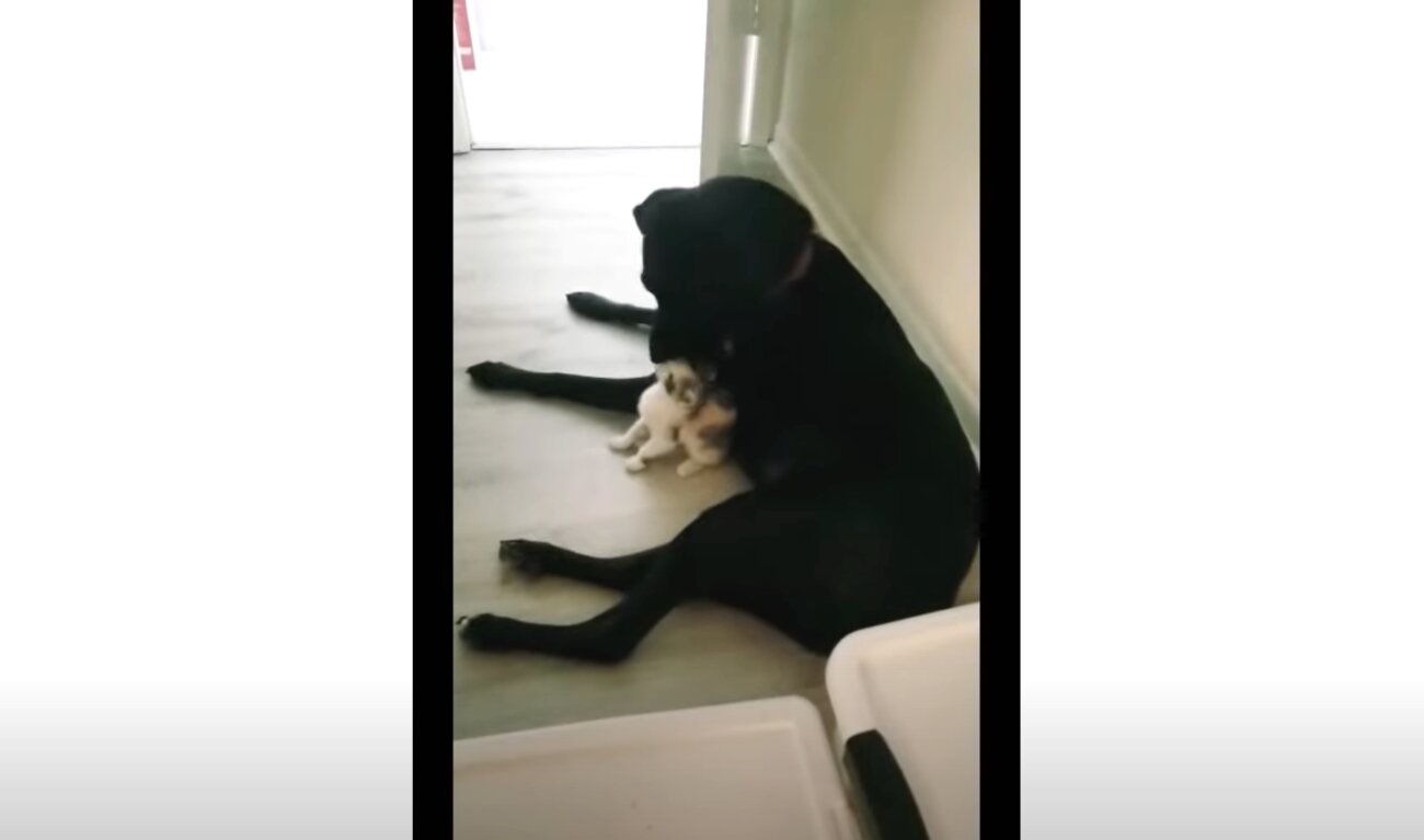 ラブラドールレトリーバー,動画