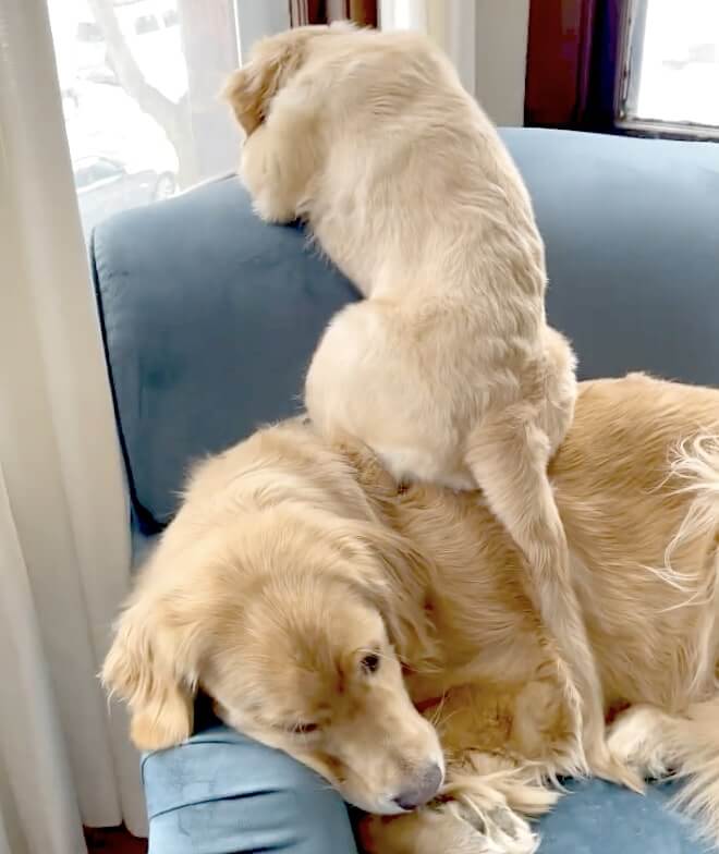 ゴールデンレトリーバー,動画