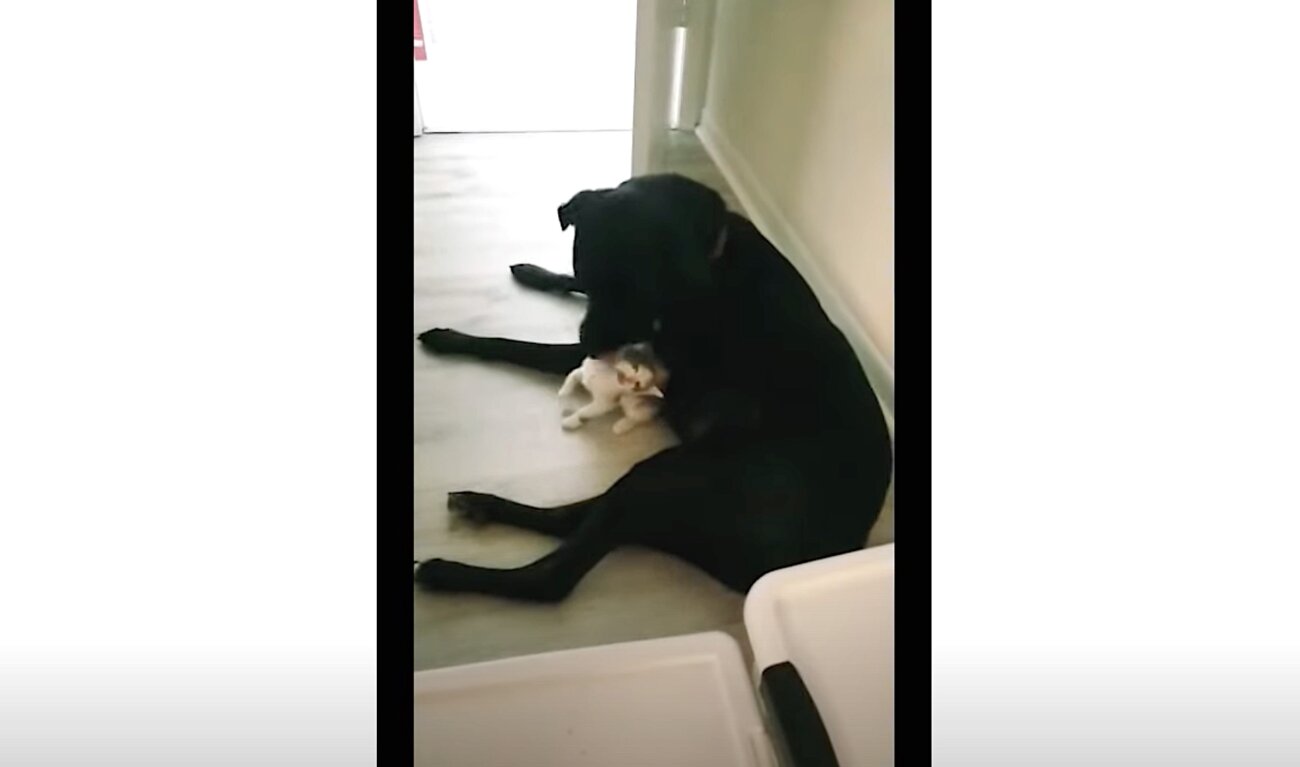 ラブラドールレトリーバー,動画