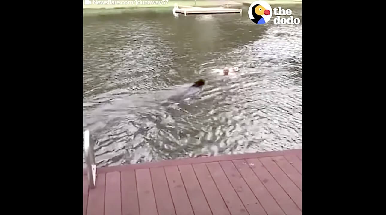 ラブラドールレトリーバー,動画