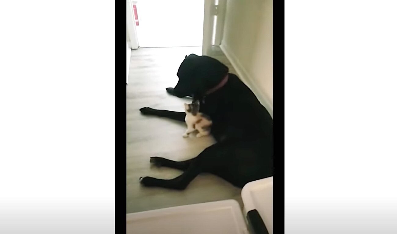 ラブラドールレトリーバー,動画