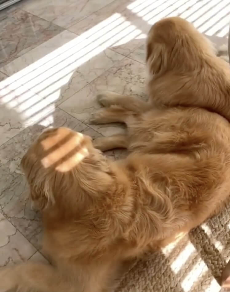 ゴールデンレトリーバー,動画