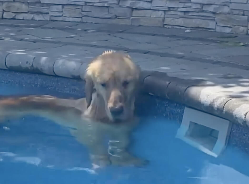 ゴールデンレトリーバー,動画