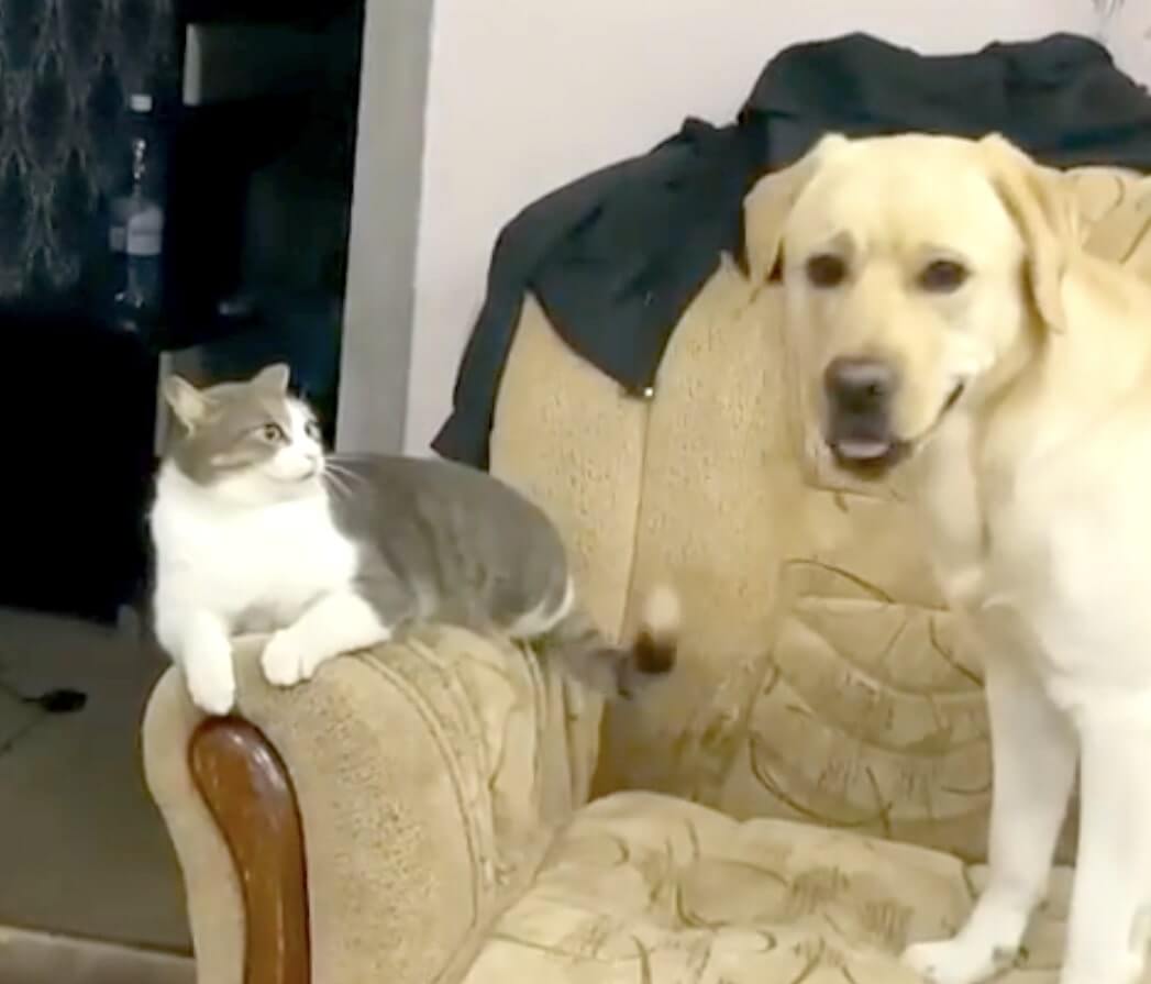 ラブラドールレトリーバー,動画