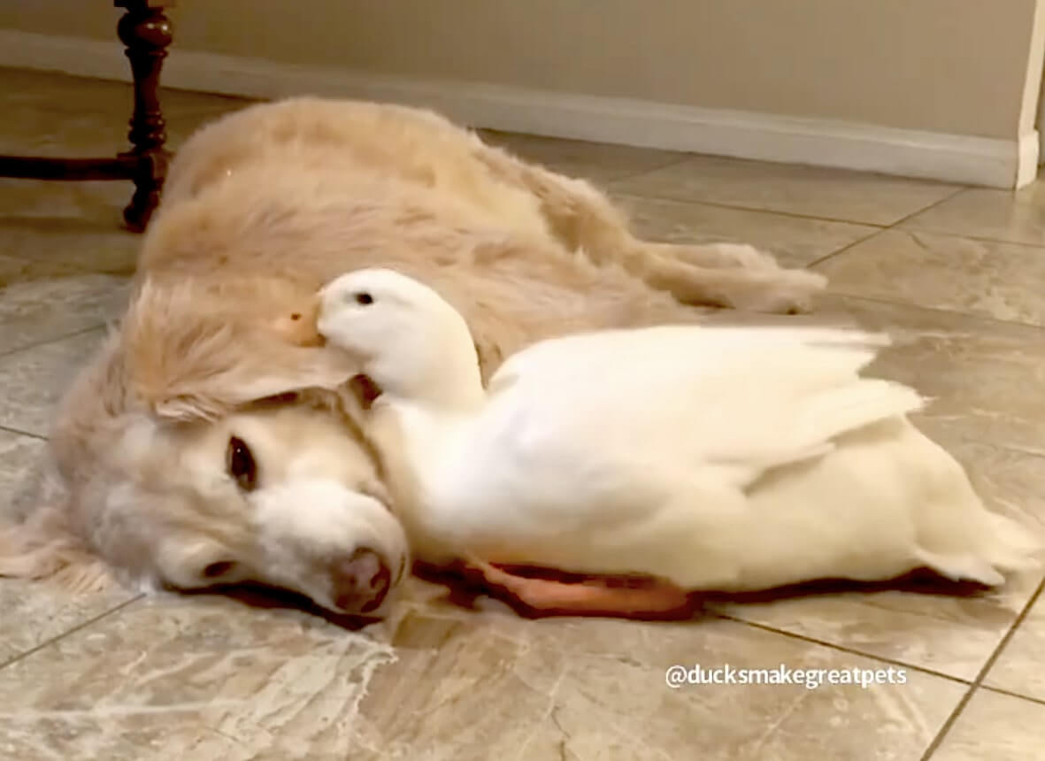 ゴールデンレトリーバー,動画