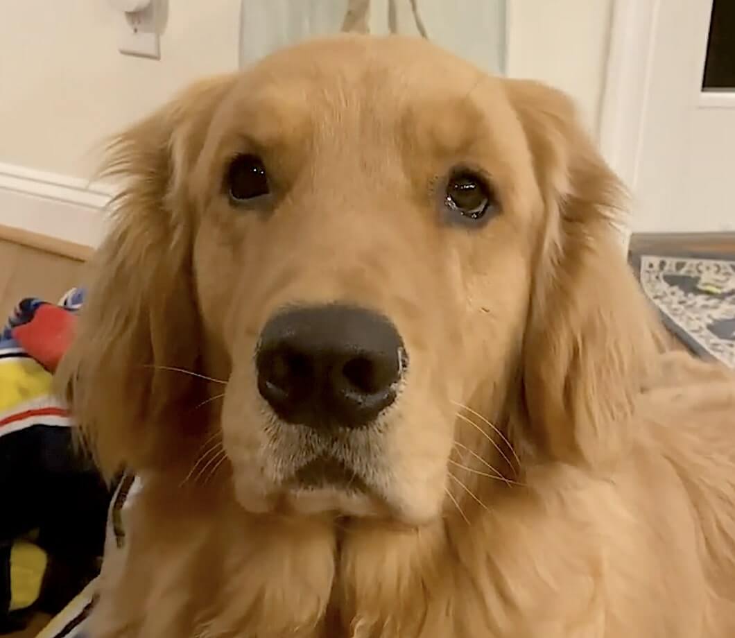 ゴールデンレトリーバー,動画