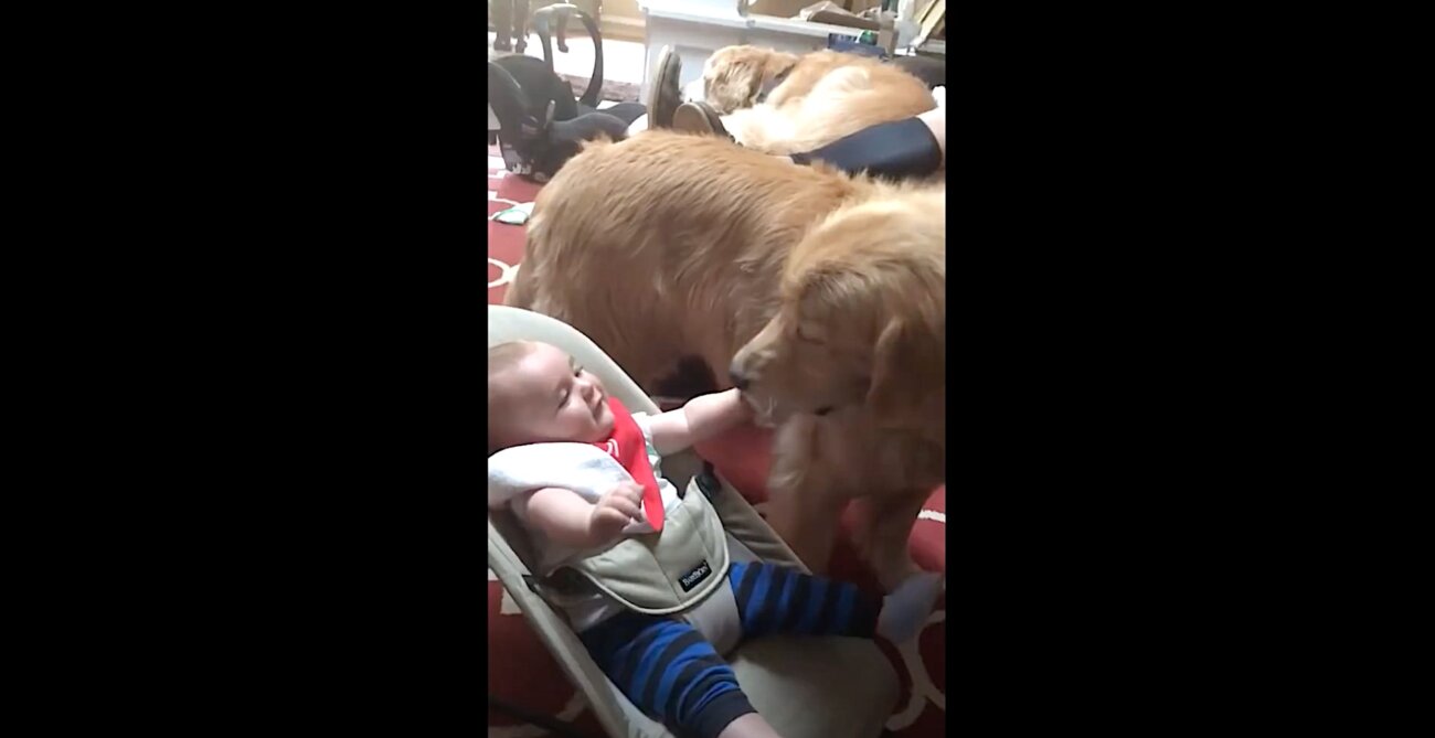 ゴールデンレトリーバー,動画