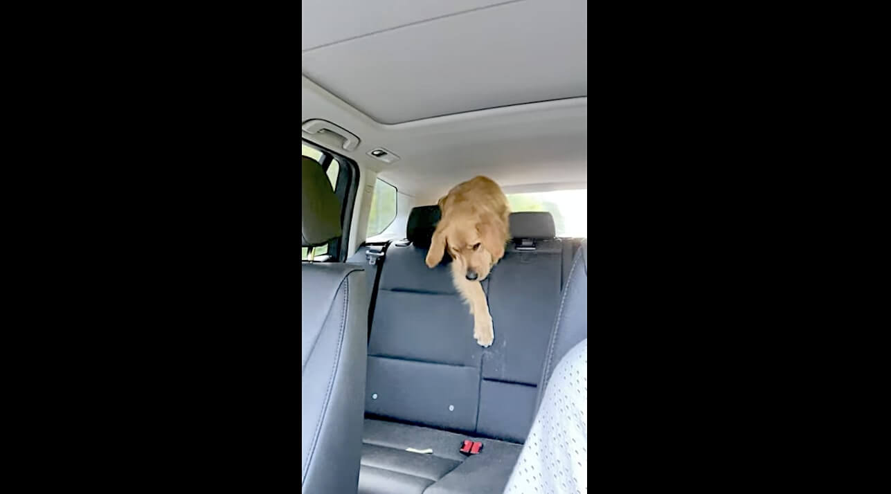 ゴールデンレトリーバー,動画