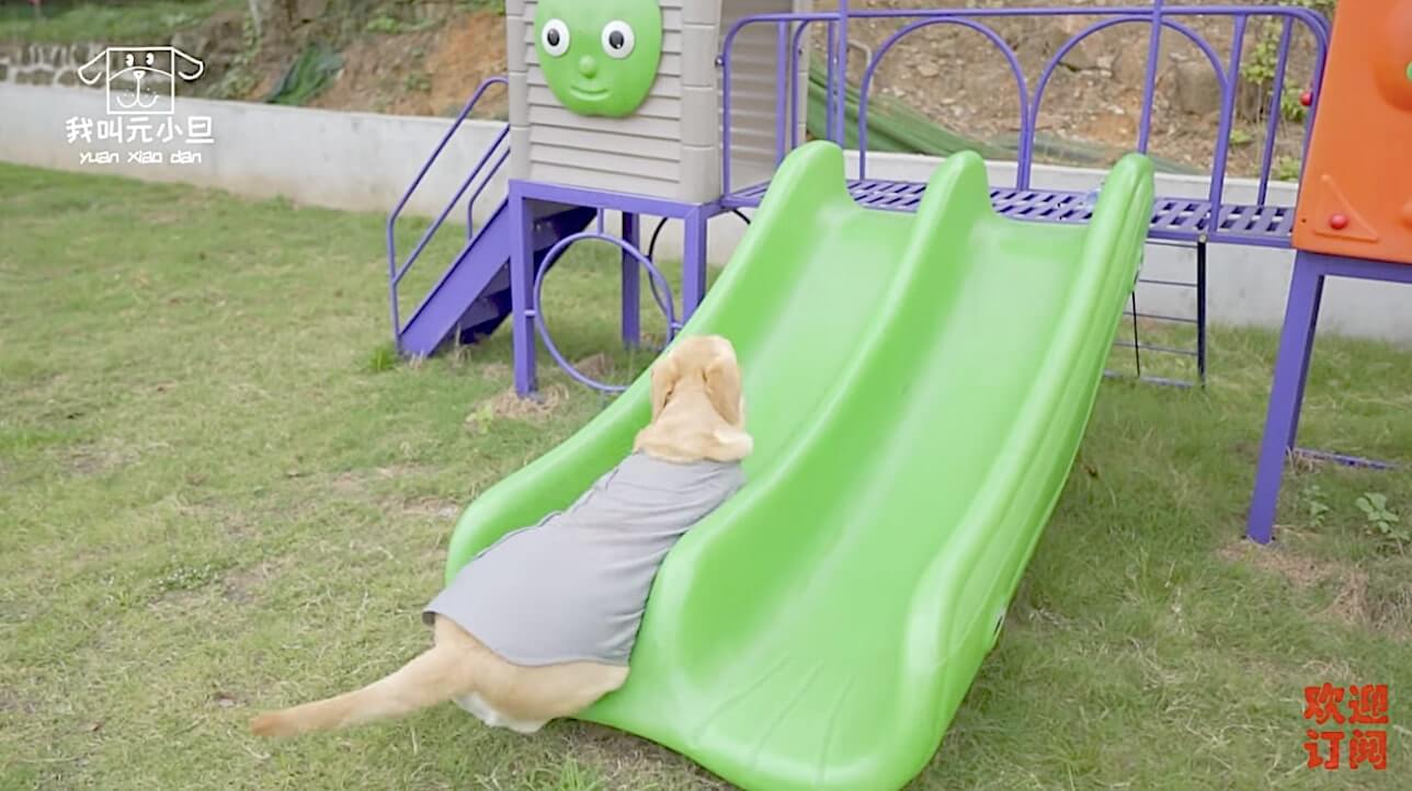 ラブラドールレトリーバー,動画