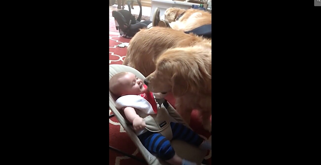 ゴールデンレトリーバー,動画