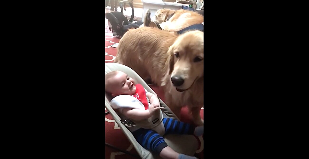 ゴールデンレトリーバー,動画