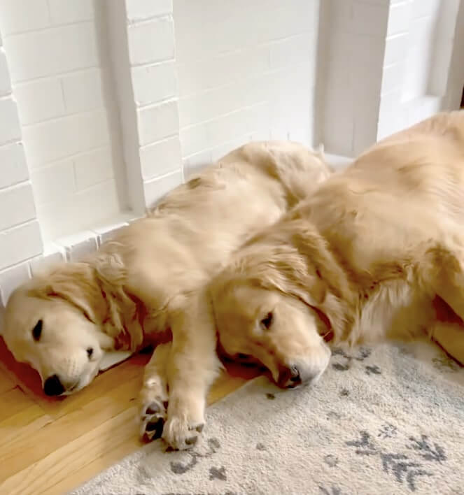 ゴールデンレトリーバー,動画