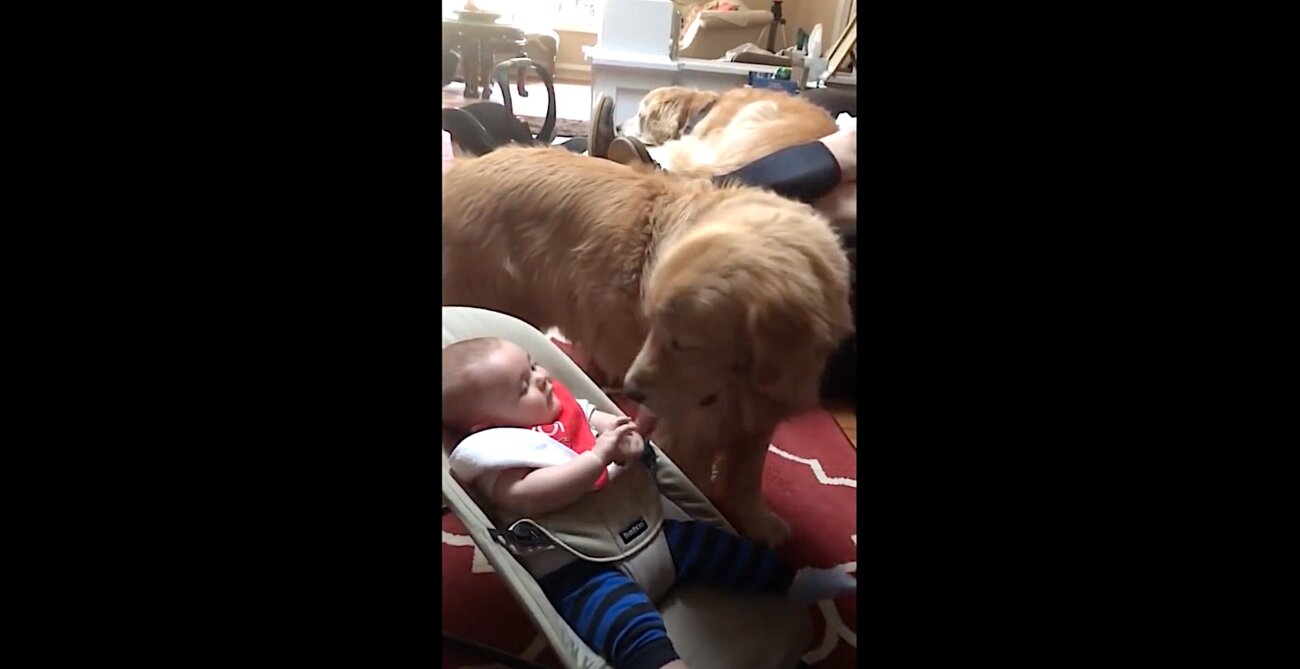 ゴールデンレトリーバー,動画