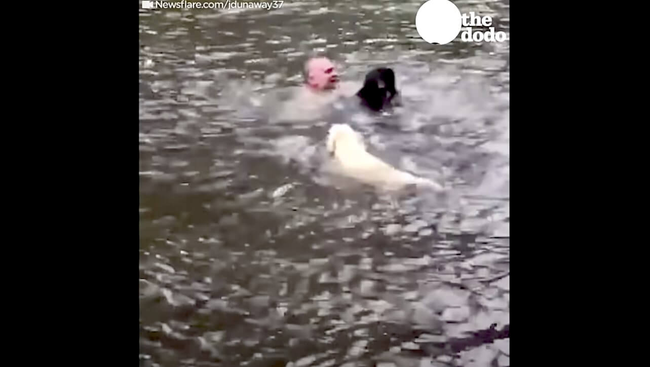 ラブラドールレトリーバー,動画