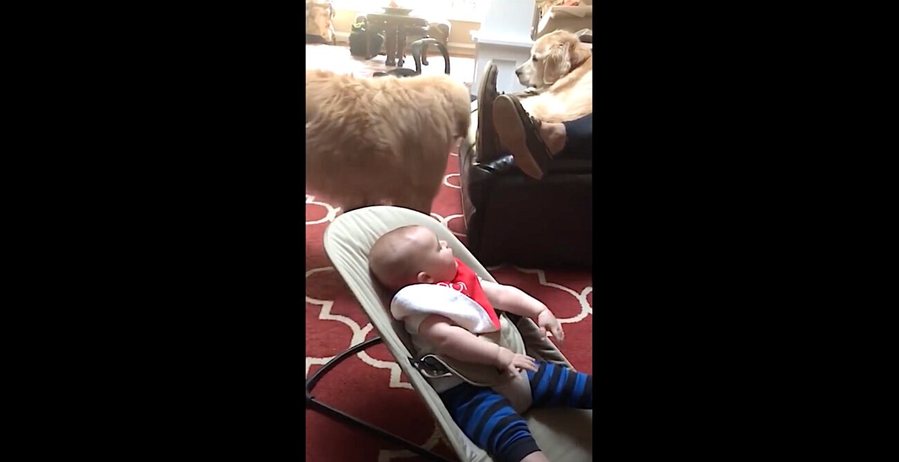 ゴールデンレトリーバー,動画