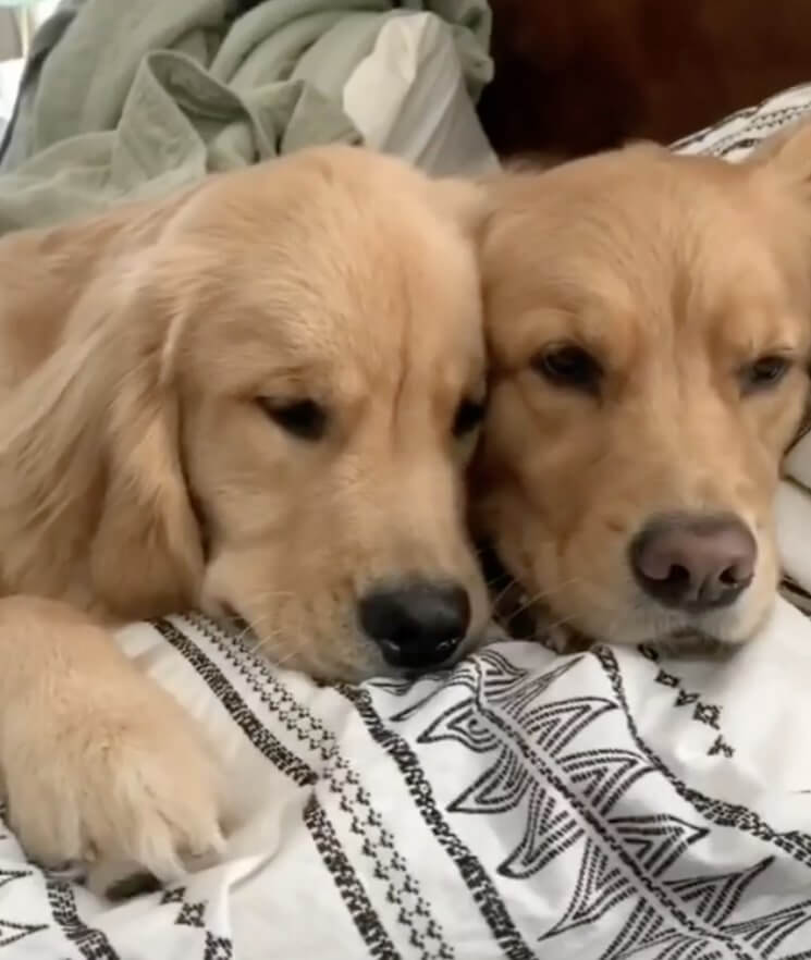 ゴールデンレトリーバー,動画