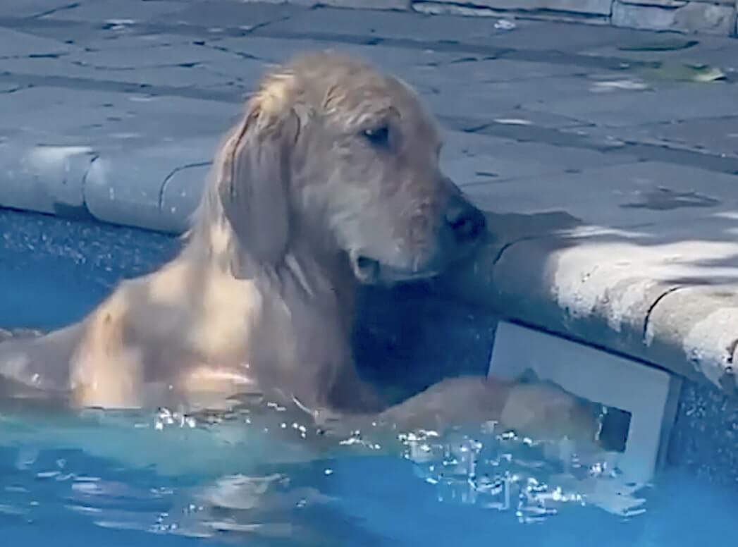 ゴールデンレトリーバー,動画