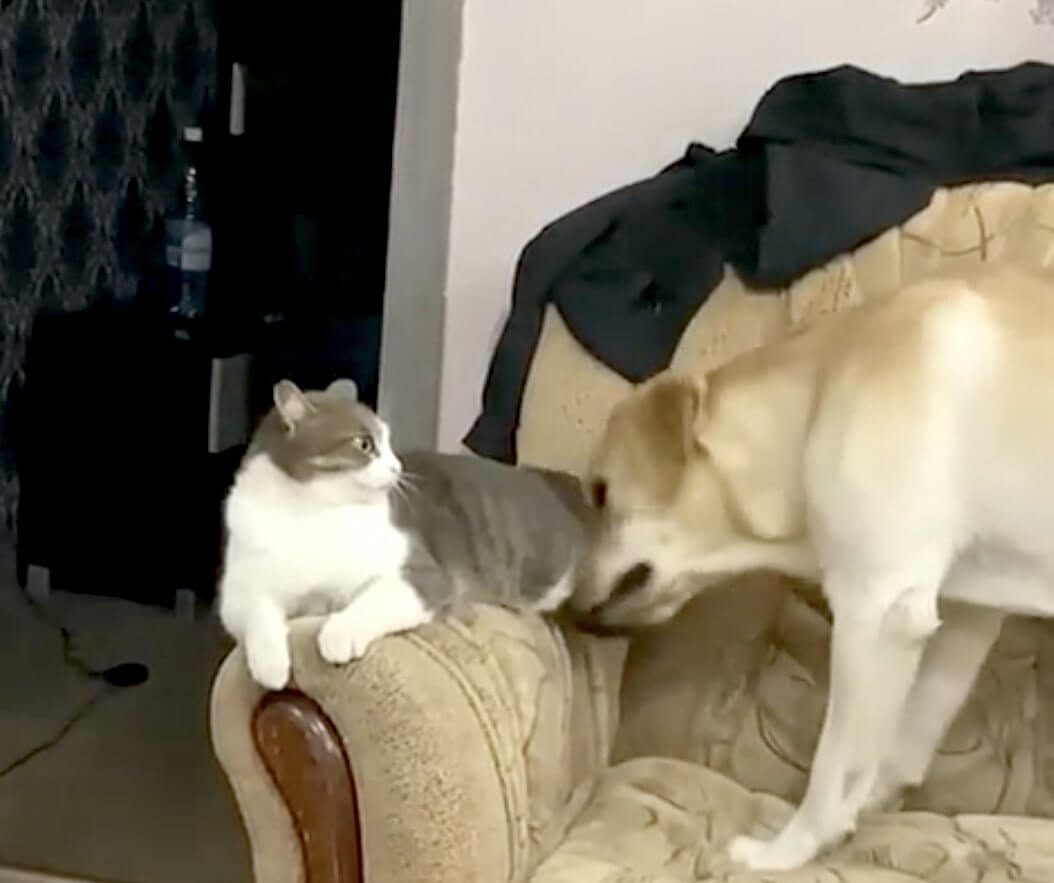 ラブラドールレトリーバー,動画