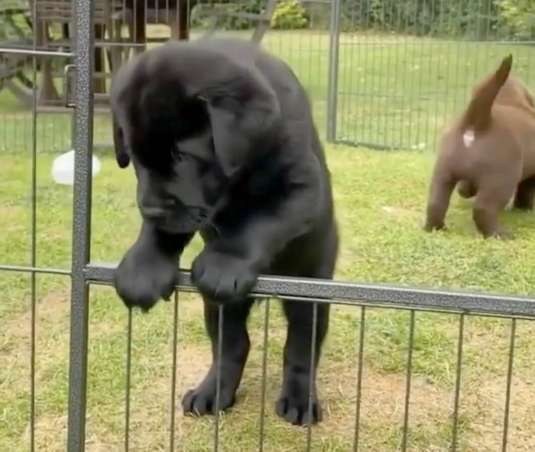 ラブラドールレトリーバー,動画