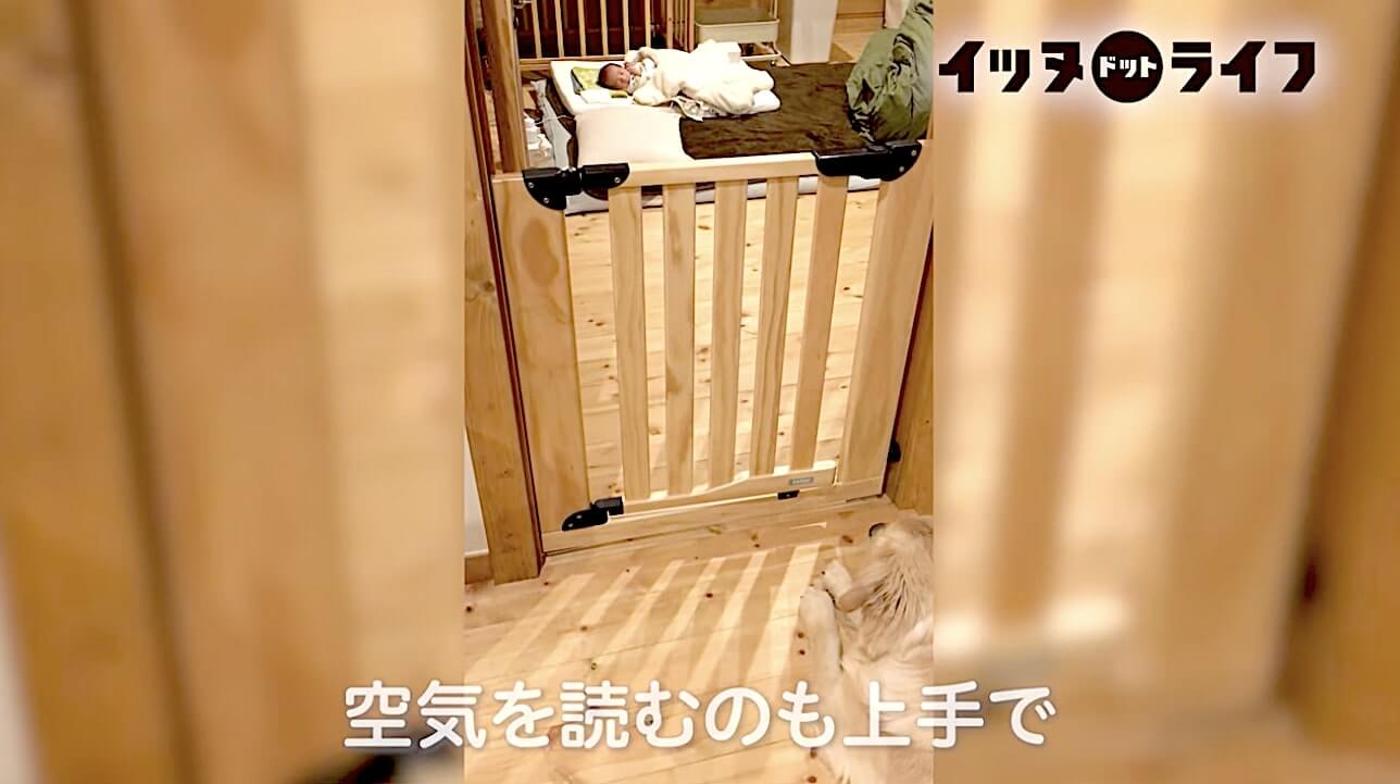 ゴールデン,動画,イッヌドットライフ