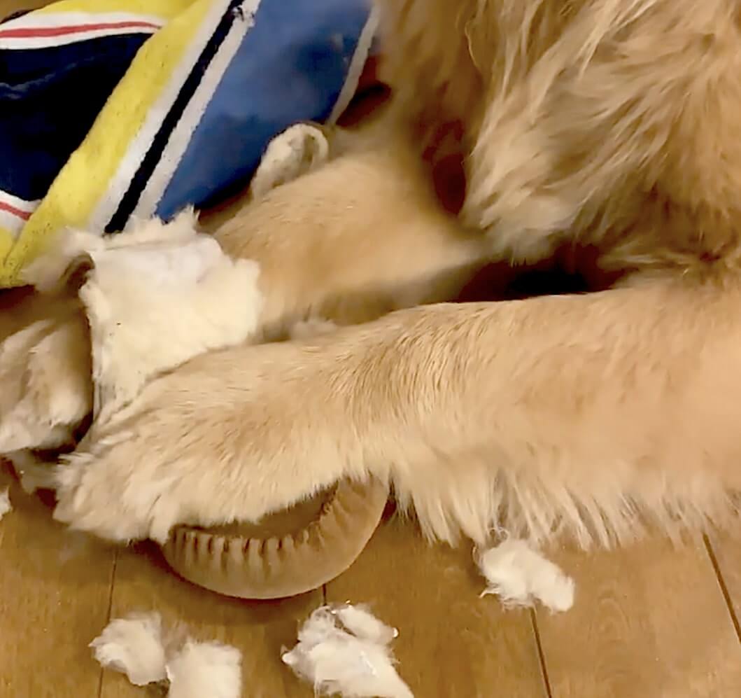 ゴールデンレトリーバー,動画