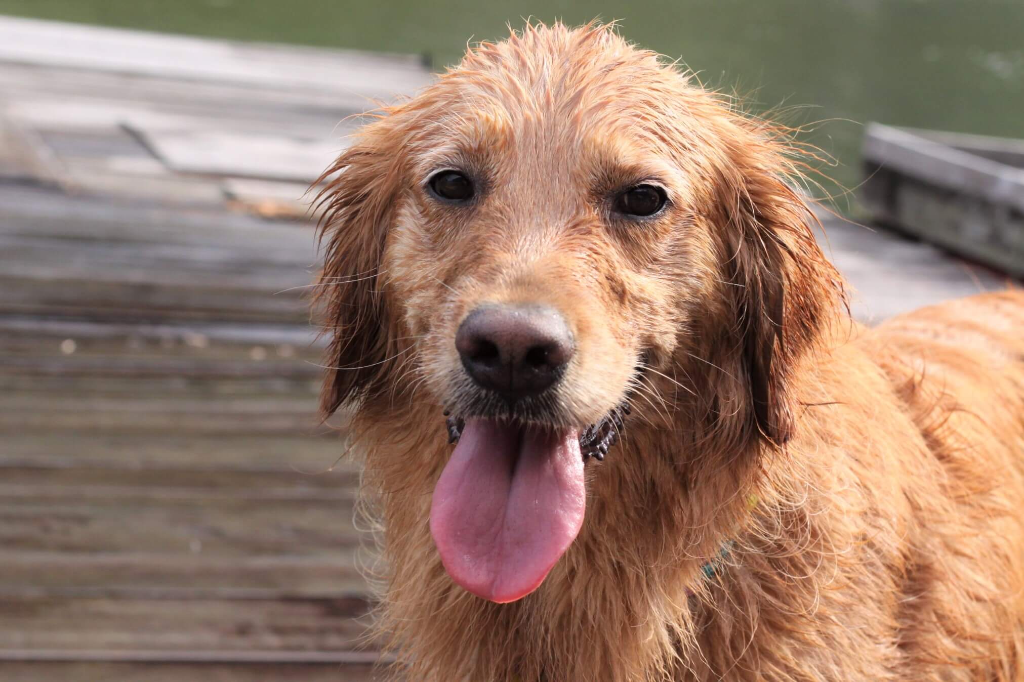 レトリーバー,取材,海外