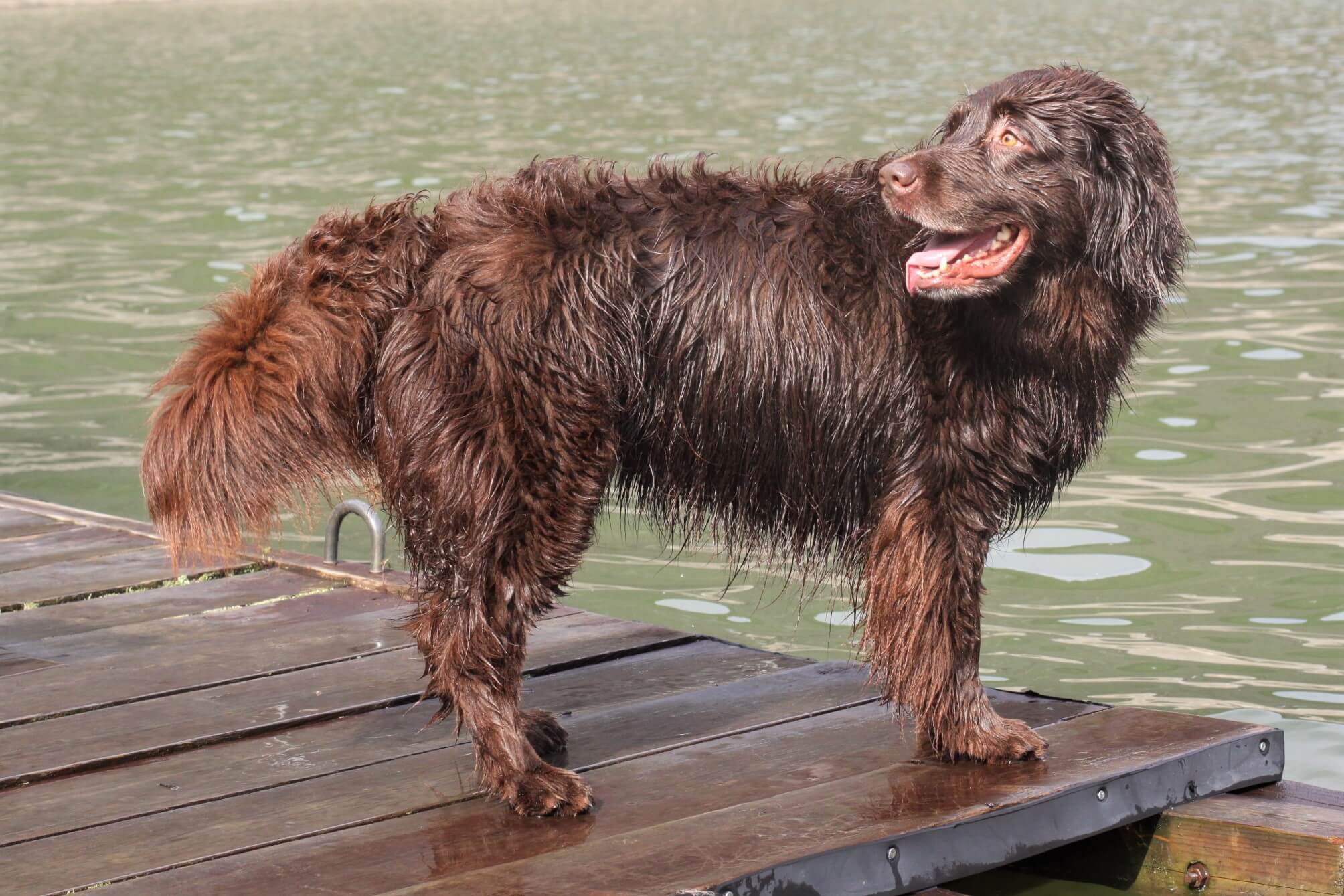 レトリーバー,取材,海外