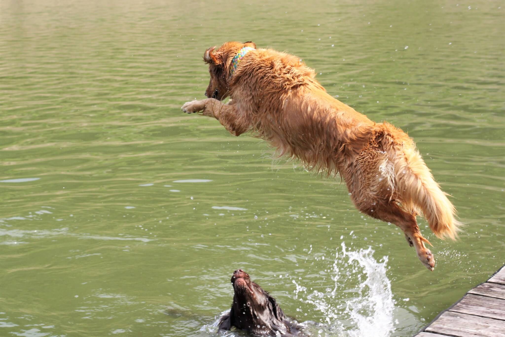 レトリーバー,取材,海外