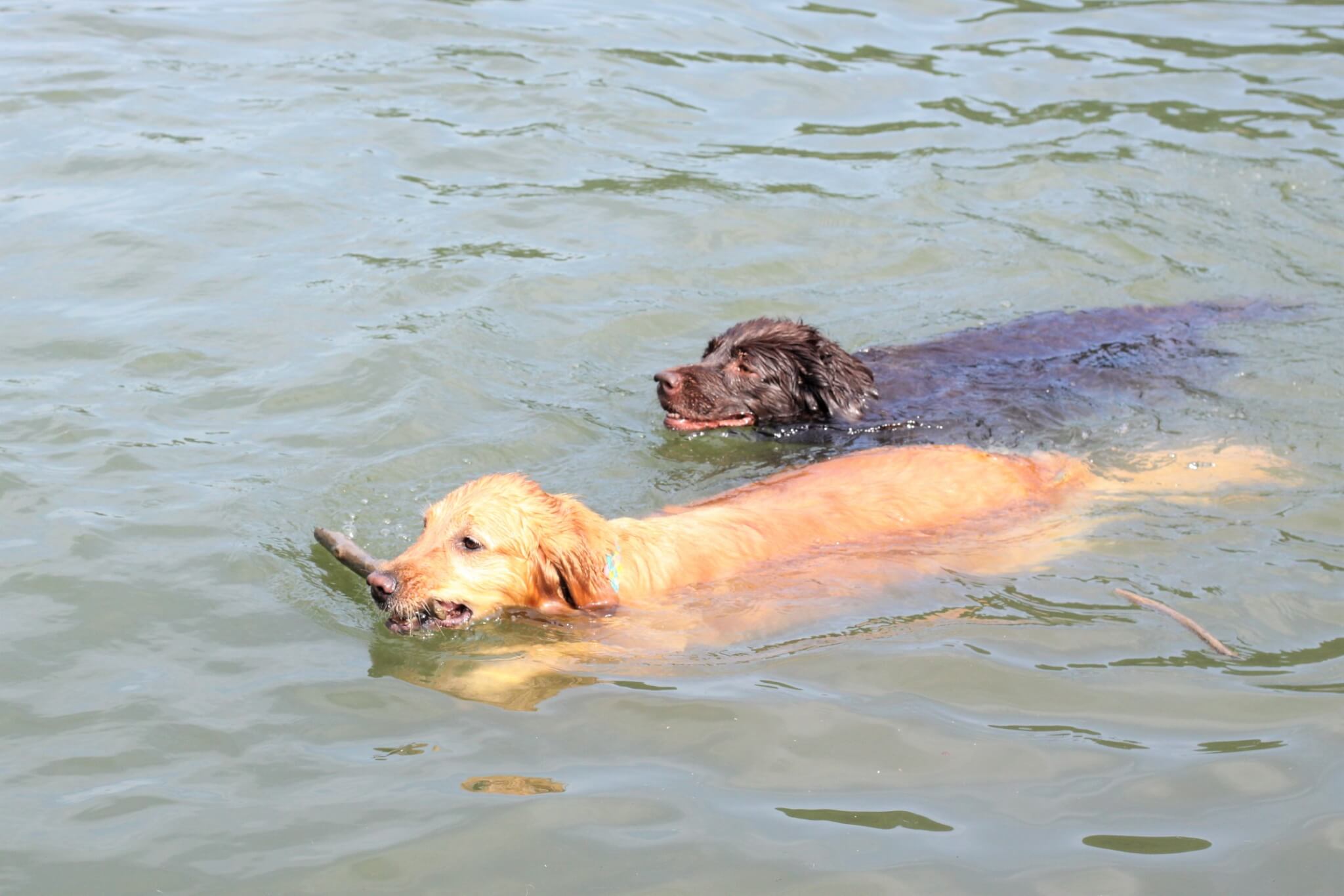 レトリーバー,取材,海外