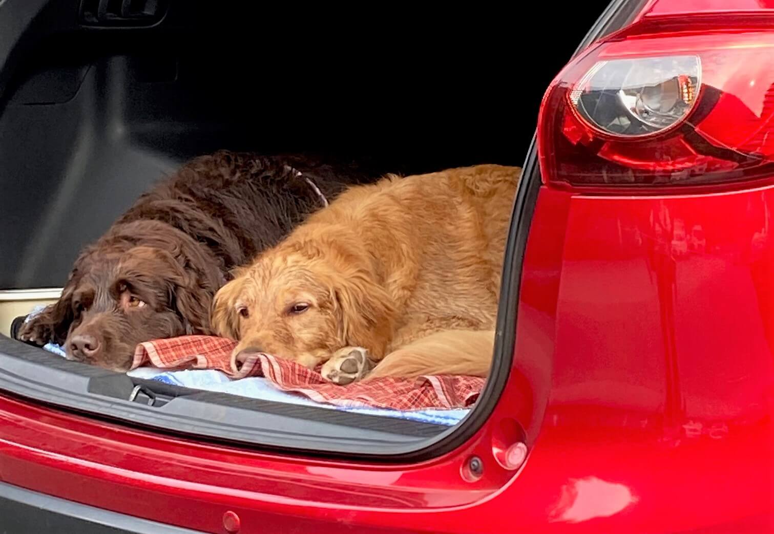 レトリーバー,取材,海外