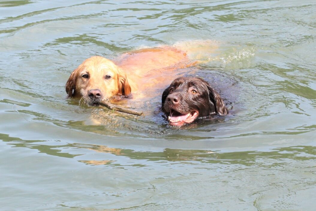 レトリーバー,取材,海外
